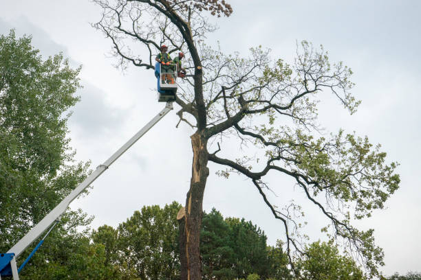 Trusted Lancaster, TX Tree Removal Services Experts