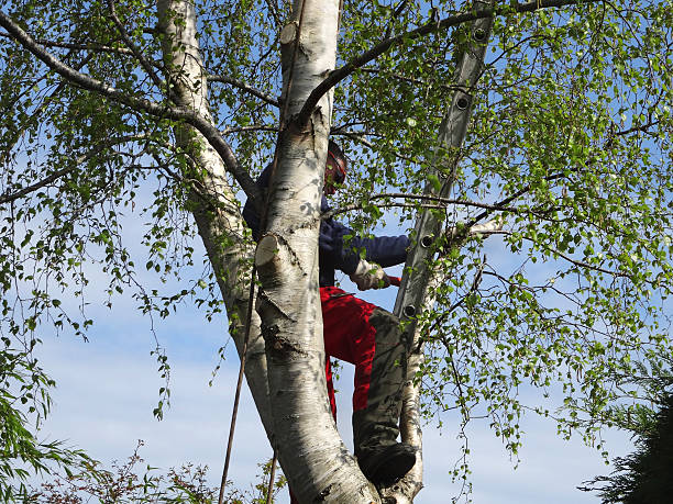 How Our Tree Care Process Works  in  Lancaster, TX